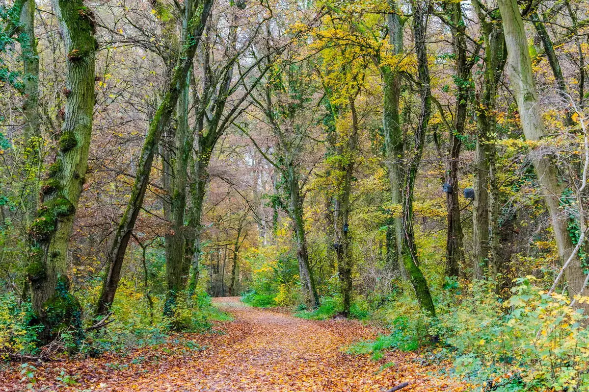 herfst op de Veluwe