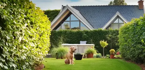 huisje met een hond in de omheinde tuin