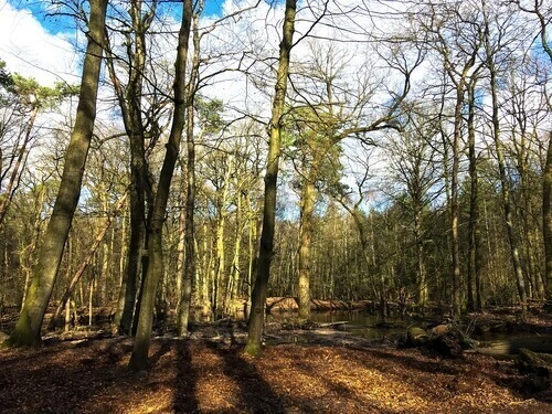 Wandelen Veluwe
