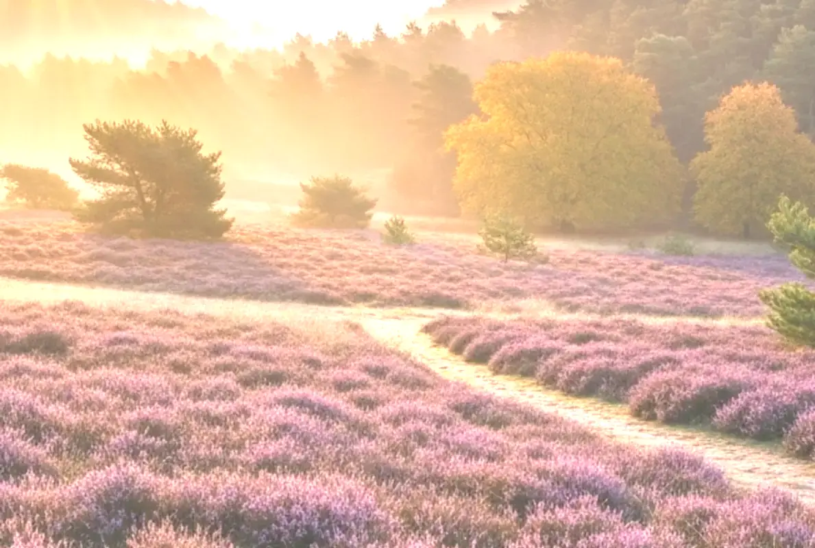 Huisje huren Veluwe bos